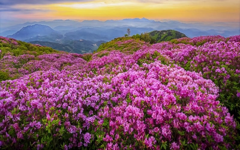 bijie-rhododendron-scenic-area bijie-rhododendron-scenic-area