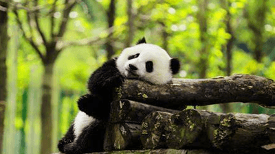 9-days-to-chengdu-chongqing-zhangjiajie 9-days-to-chengdu-chongqing-zhangjiajie