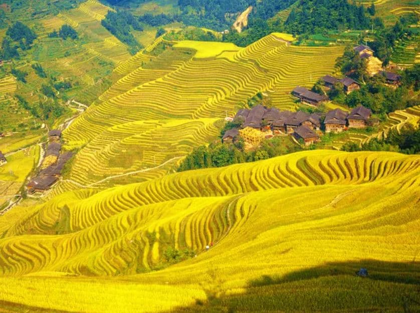 rice-terraces rice-terraces