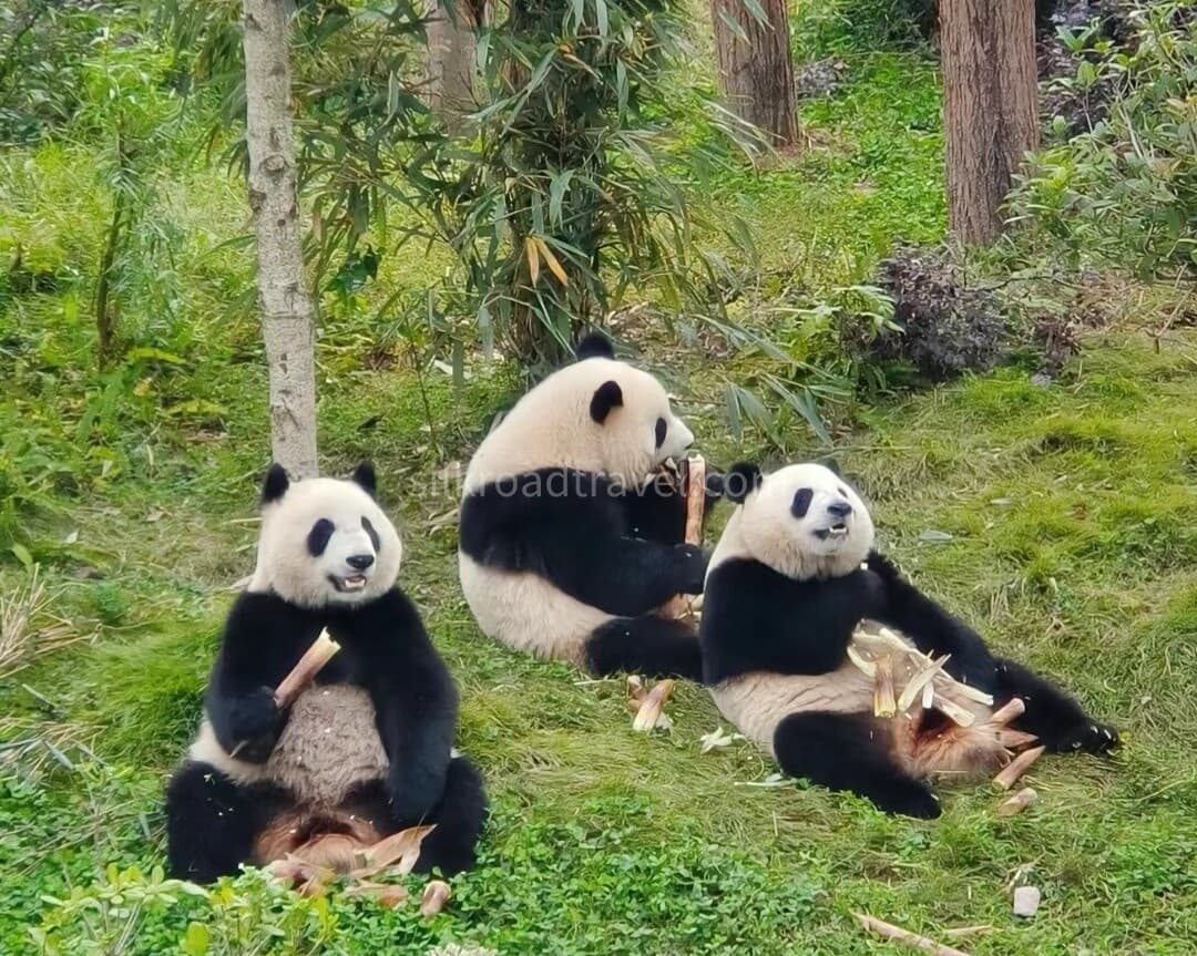 giant-panda-base-1 giant-panda-base-1