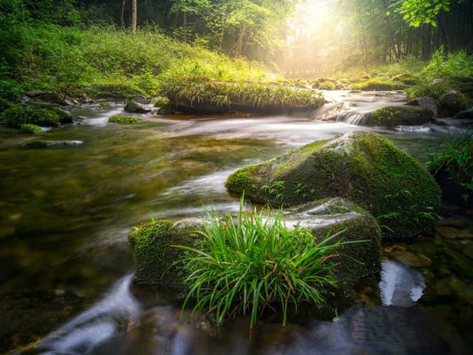 golden-whip-stream golden-whip-stream
