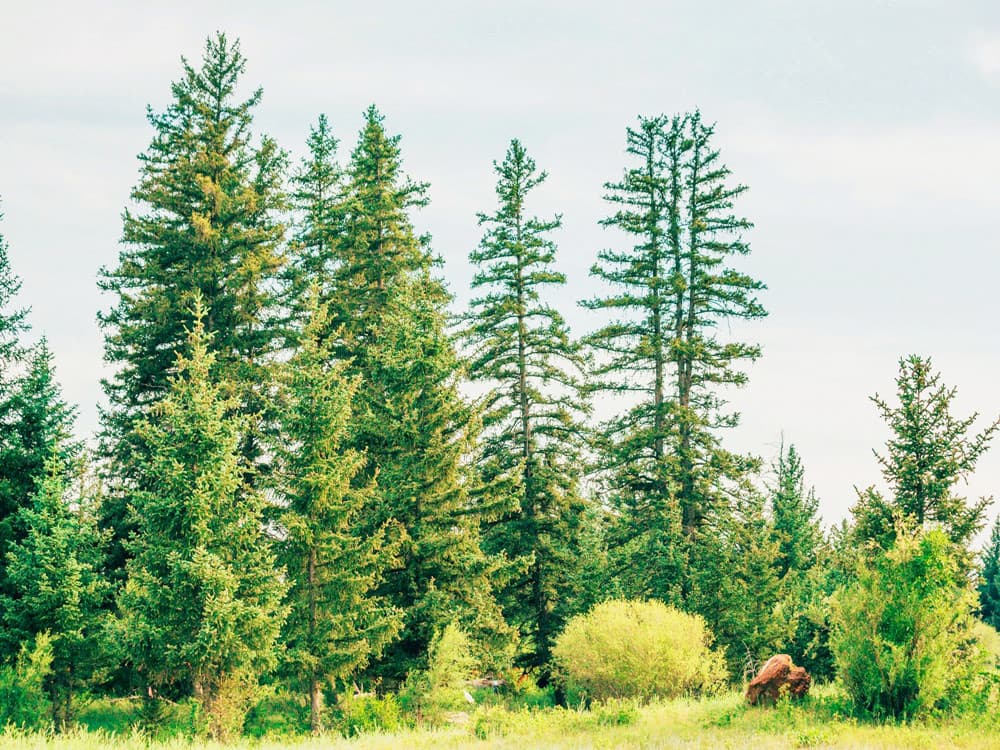 spruce-forest spruce-forest