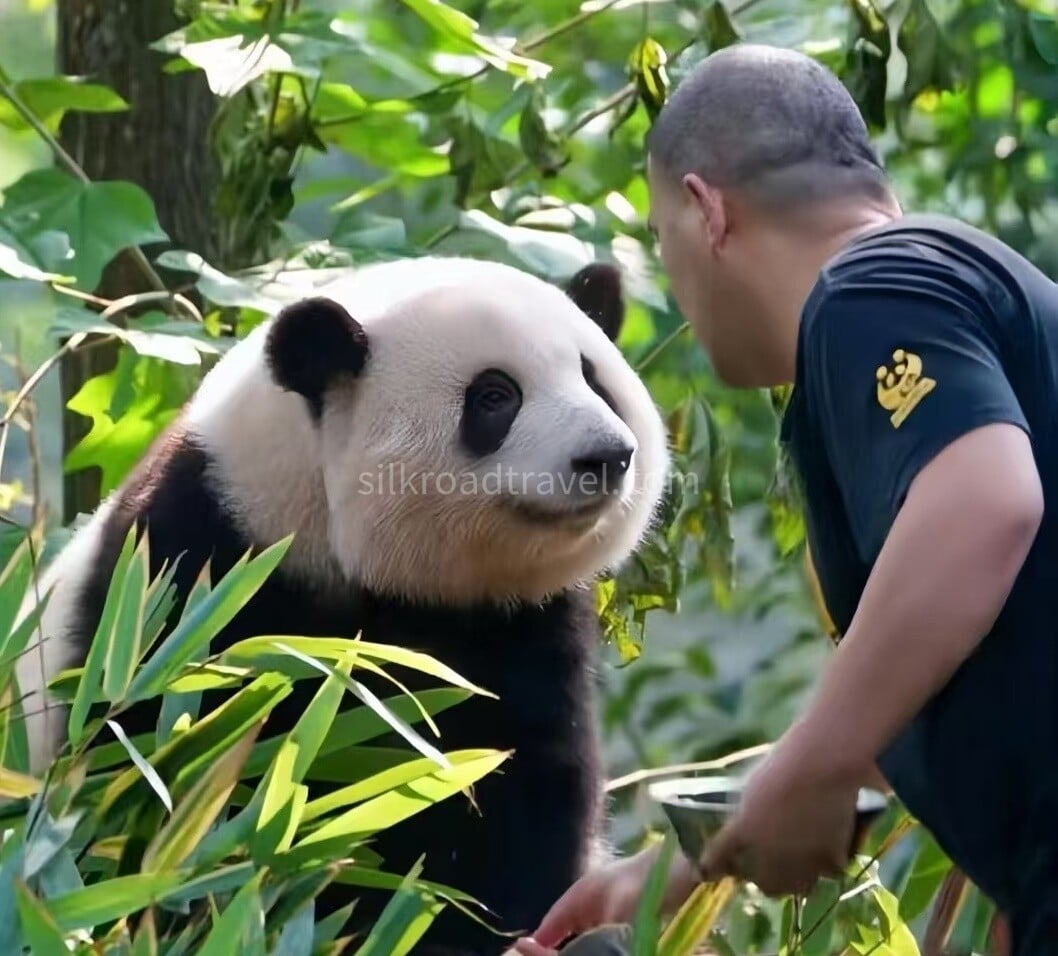 giant-panda-base giant-panda-base