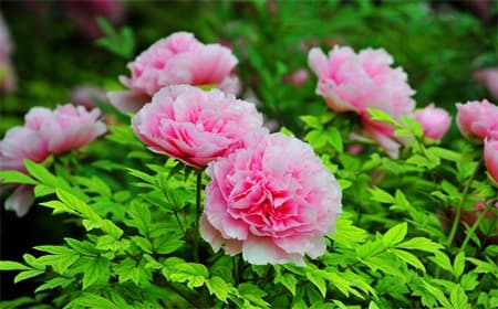 luoyang-peony-flower-festival luoyang-peony-flower-festival