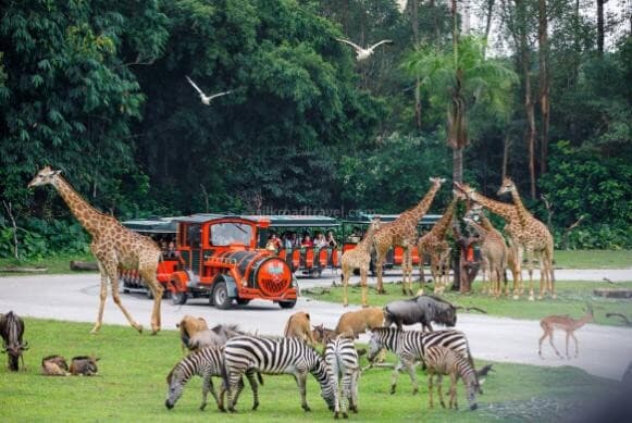 chimelong-safari-park chimelong-safari-park