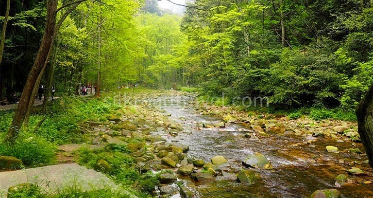 golden-whip-stream golden-whip-stream