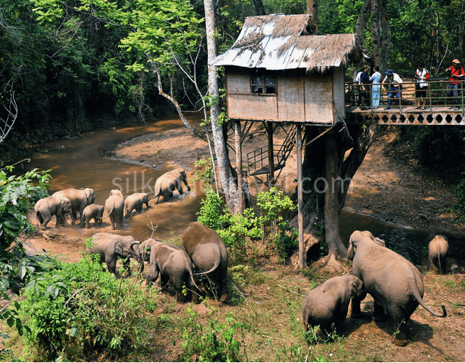 wild-elephant-valley wild-elephant-valley
