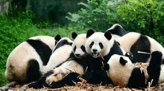 chengdu-research-base-of-giant-panda-breeding chengdu-research-base-of-giant-panda-breeding