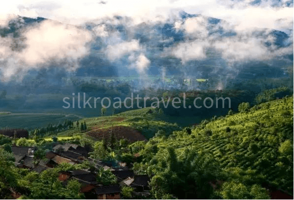 nannuo-ancient-tea-mountain nannuo-ancient-tea-mountain