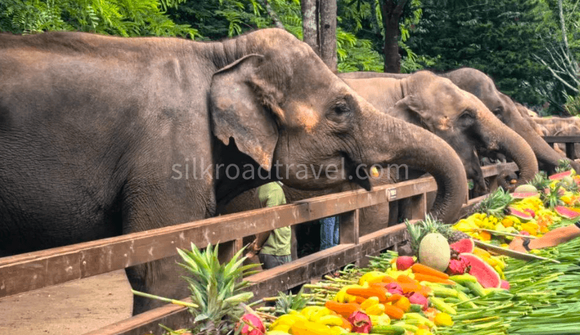 wild-elephant-valley-scenic-area wild-elephant-valley-scenic-area