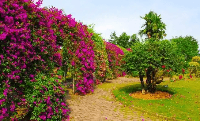 flower-garden flower-garden