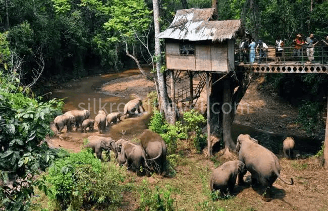 wild-elephant-valley wild-elephant-valley