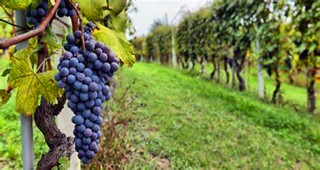 jiayuguan zixuan winery-2.jpg