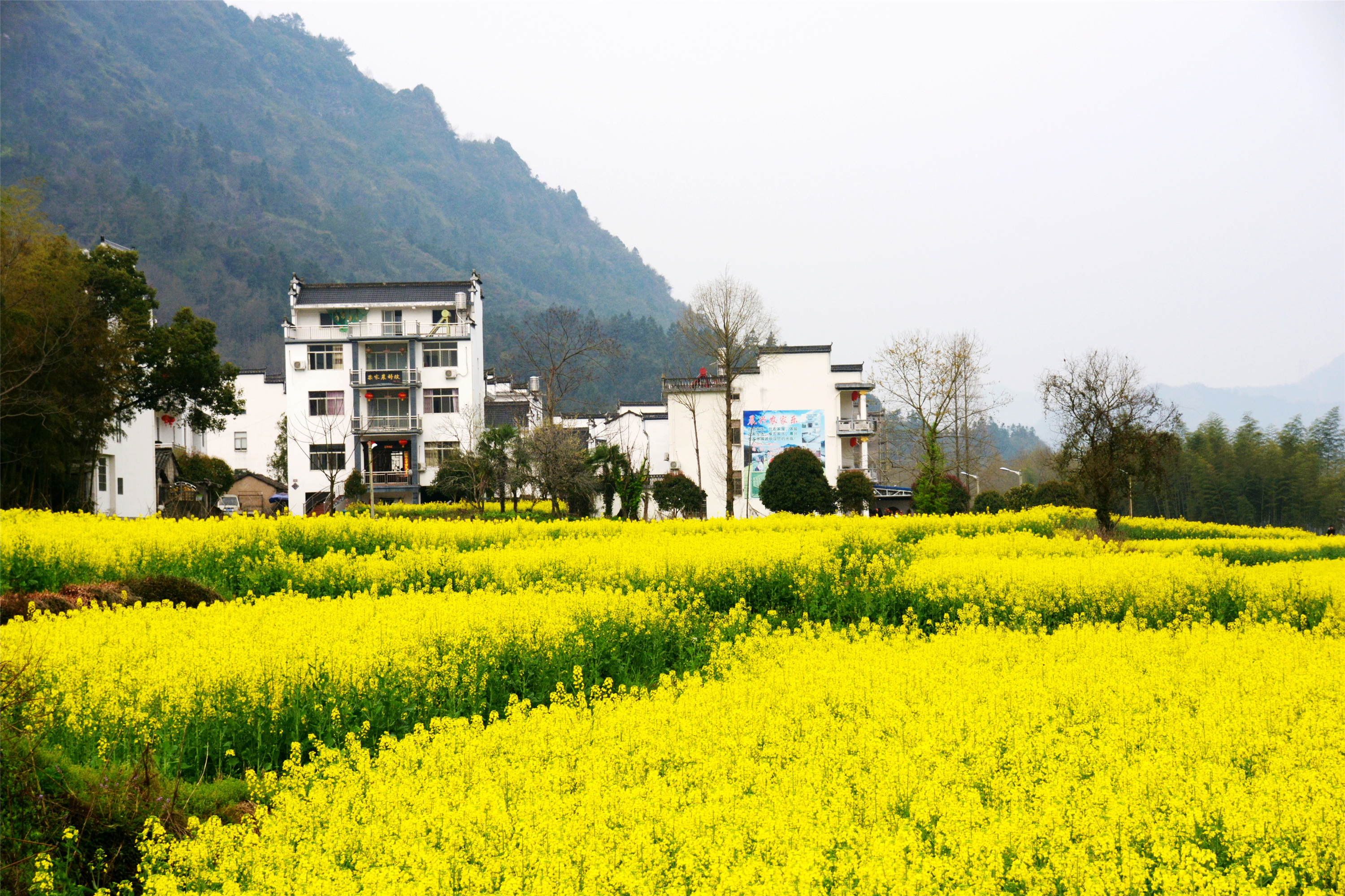 Huangshan Spring Huangshan Spring