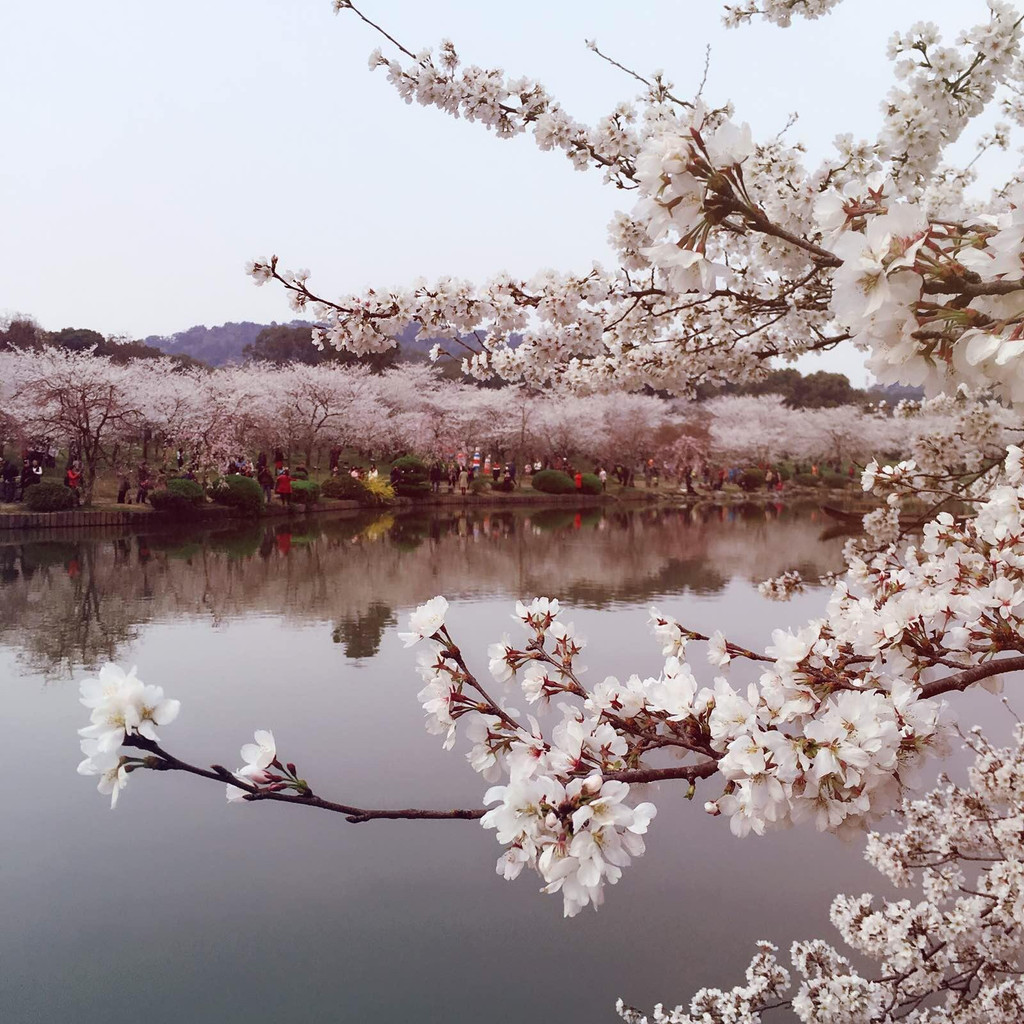 Wuhan Cherry Blossom.jpg