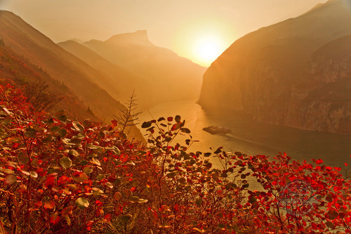 Red leaves.jpg