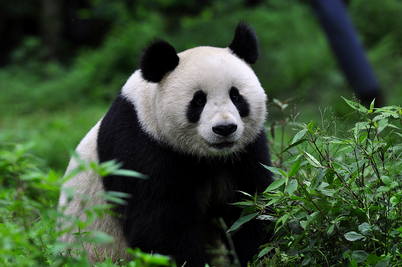 Panda.jpg