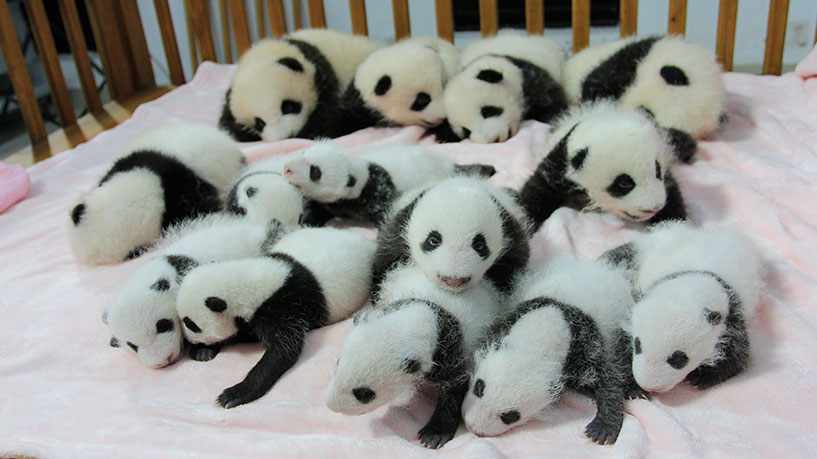 Panda 4.jpg