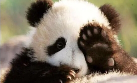 Panda 7.jpg