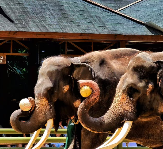 yunnan-wild-elephant-vally-1.png