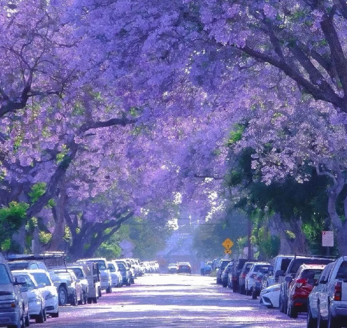 the-spring-of-yunnan.png